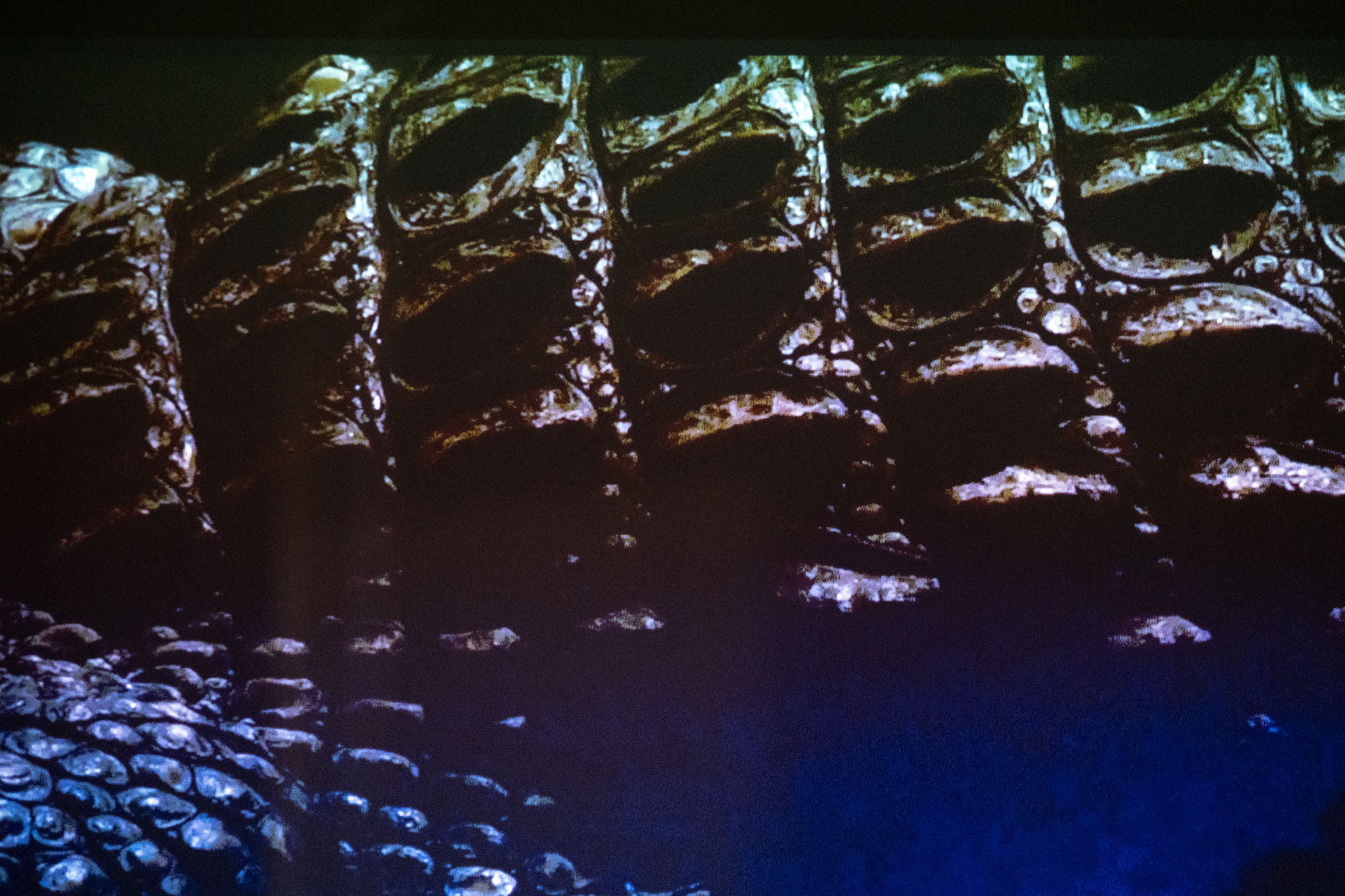 Detail from the screening of DIRIMOR (2024). Video 12 min, 24 sec. in the Velferden office building as a part of Mutant Prospects 2025. Photo by Tiny Productions for Coast Contemporary.