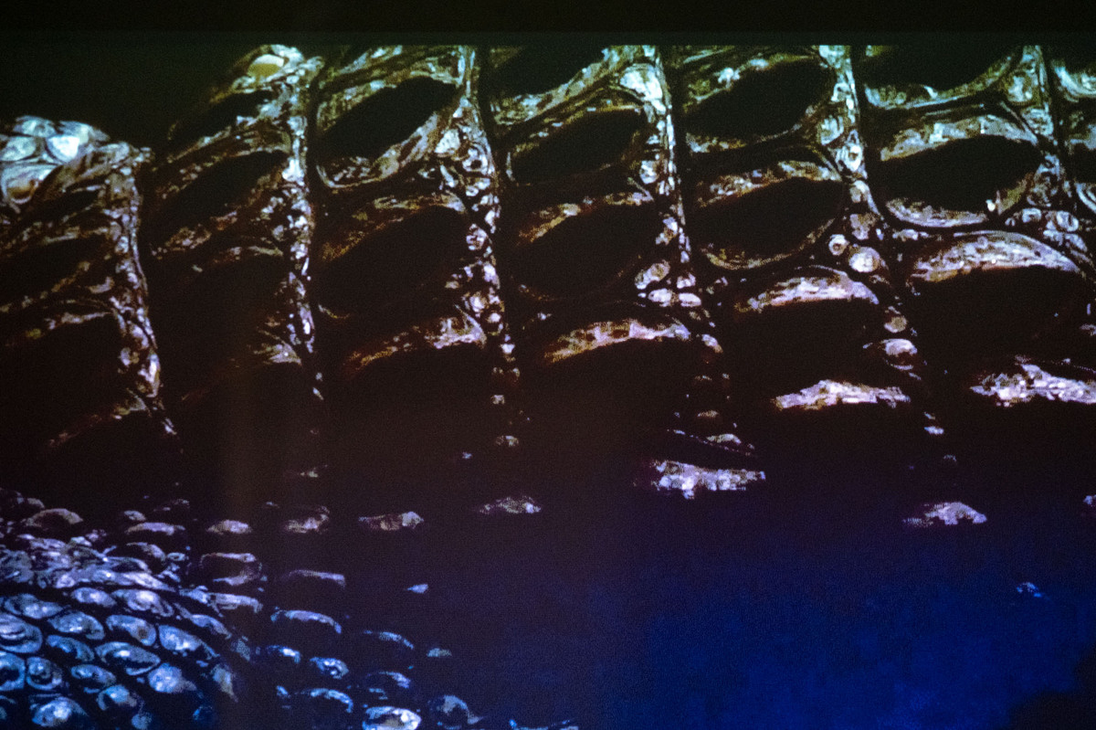 Detail from the screening of DIRIMOR (2024). Video 12 min, 24 sec. in the Velferden office building as a part of Mutant Prospects 2025. Photo by Tiny Productions for Coast Contemporary.