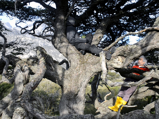 Carolina Saquel, Untitled (arbol con personajes), still from Distancia webseries, directed by Carolina Saquel and Camila Marambio