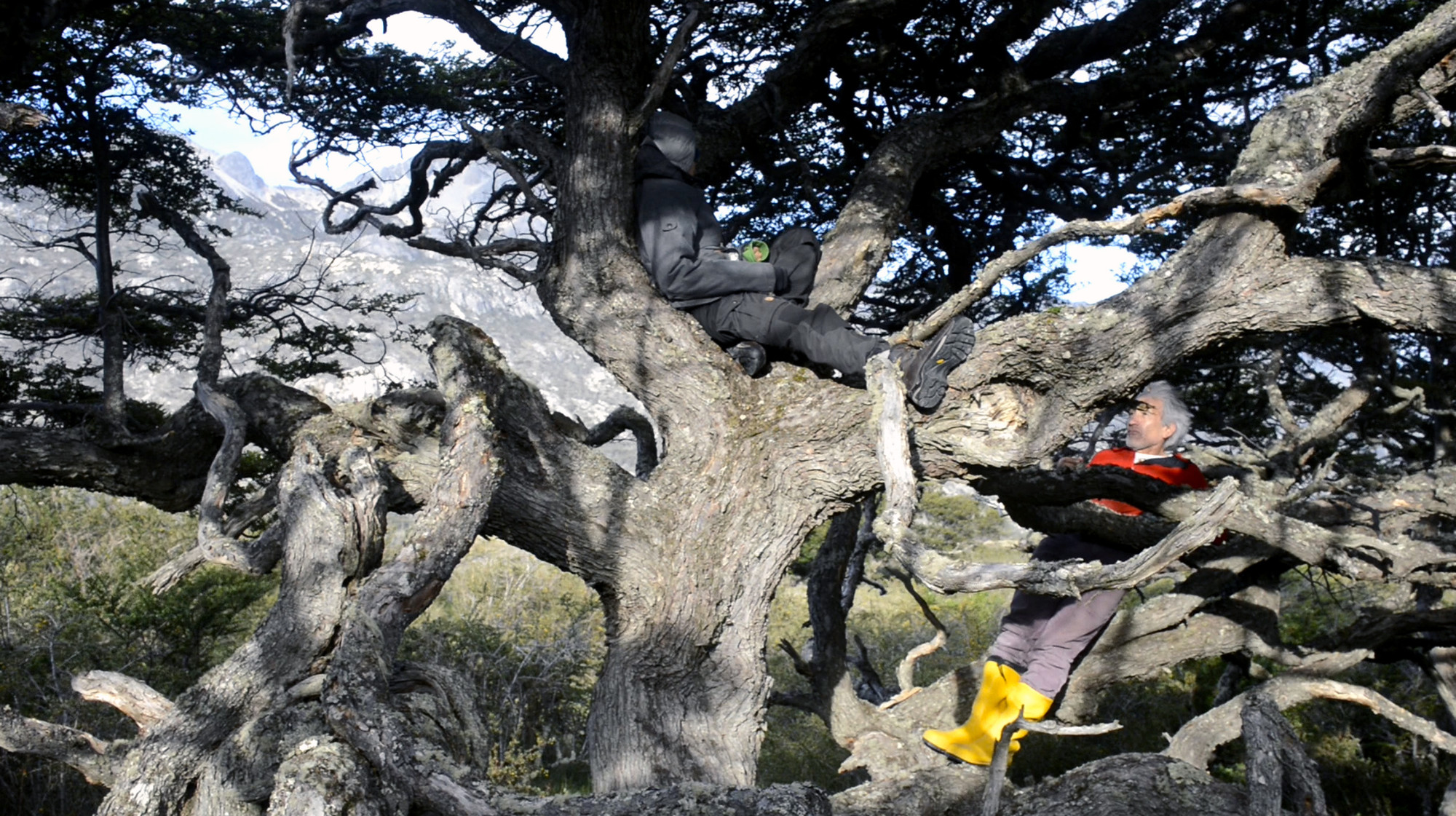 Carolina Saquel, Untitled (arbol con personajes), still from Distancia webseries, directed by Carolina Saquel and Camila Marambio