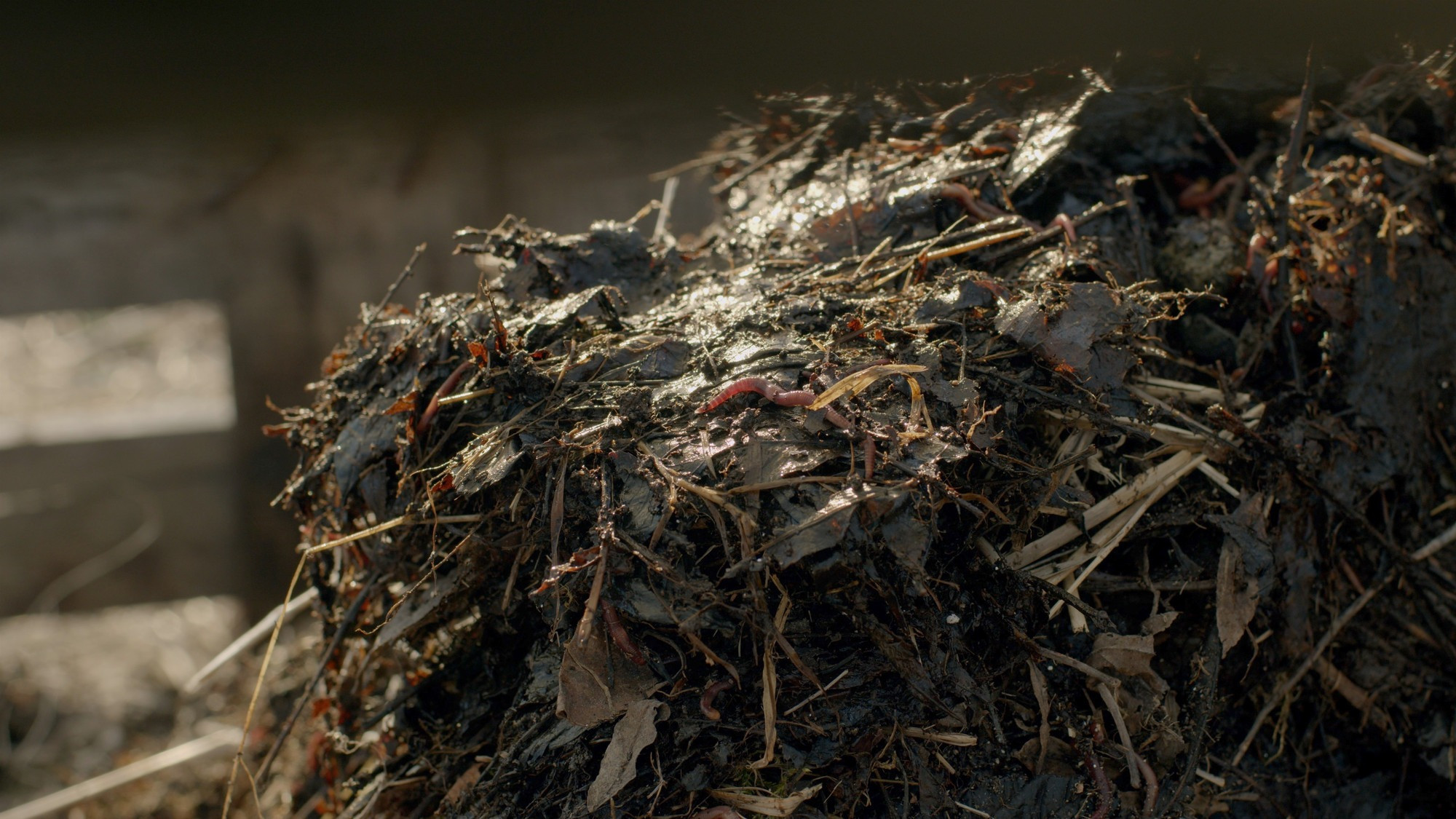 Still from the film More Bacteria Than I, by Unni Gjertsen.